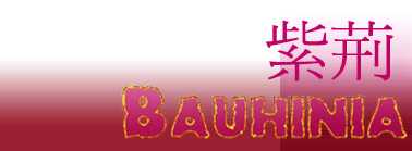 Enter To "Bauhinia"